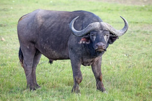 在肯尼亚马赛马拉草原的非洲稀树草原公牛 非洲水牛 African Buffalo或Cape Buffalo 是一种大型的撒哈拉以南非洲牛 — 图库照片