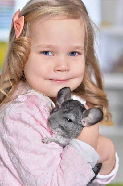 Jente som leker med chinchilla – stockfoto