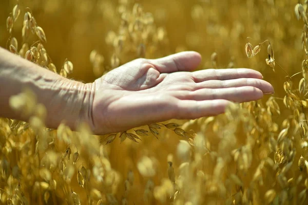 Opened palm against field of wheat — Stock Photo, Image