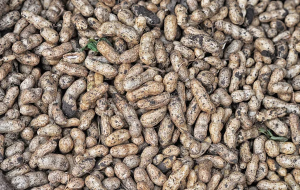 Cacahuetes para la venta en el mercado — Foto de Stock