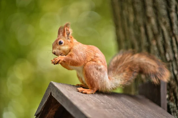 Cute Squirrel Sitting Wooden Birdhouse — Stock Photo, Image
