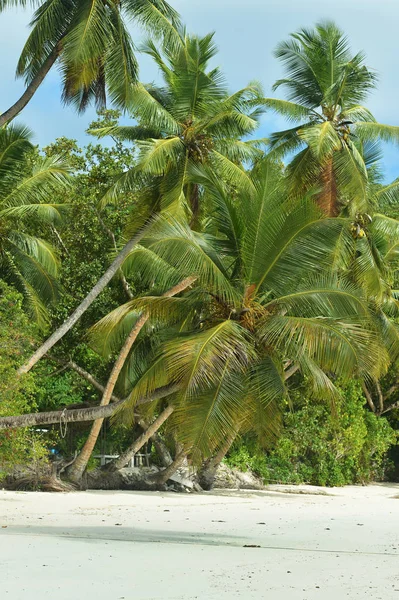 Bela Praia Tropical Com Palmeiras Durante Verão — Fotografia de Stock