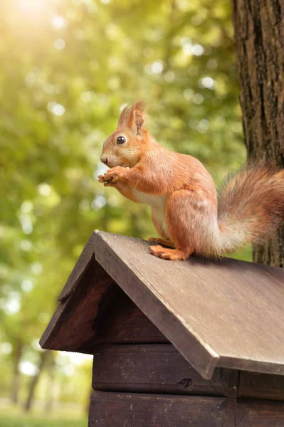 Cute Squirrel Sitting Wooden Birdhouse — Stock Photo, Image