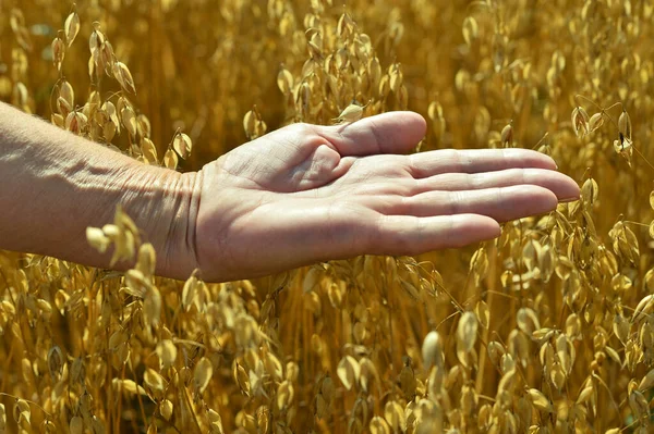 熟した小麦のフィールドに対して開かれたビューを保持している年配の男性の手のひらを閉じる — ストック写真