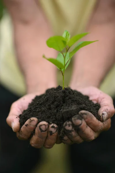 Hands Holding Young Tree Sprout — Stock Photo, Image