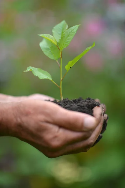 Hands Holding Young Tree Sprout — Stock Photo, Image