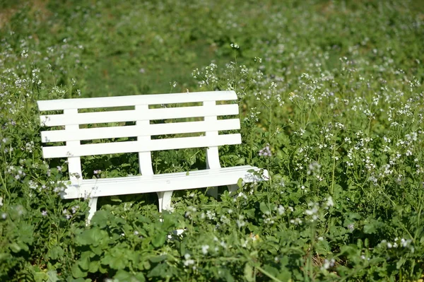 Скамейка Красивом Зеленом Парке Летом — стоковое фото