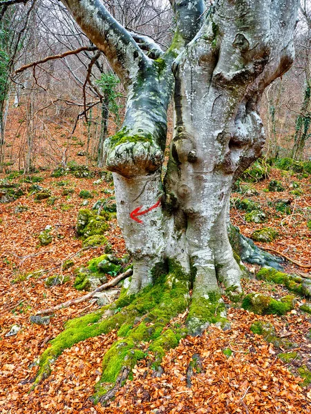 Šipka na stromě — Stock fotografie