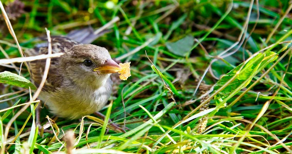 Moineau — Photo