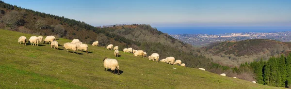 Basque Sheeps Mountain Pano — Stock Photo, Image