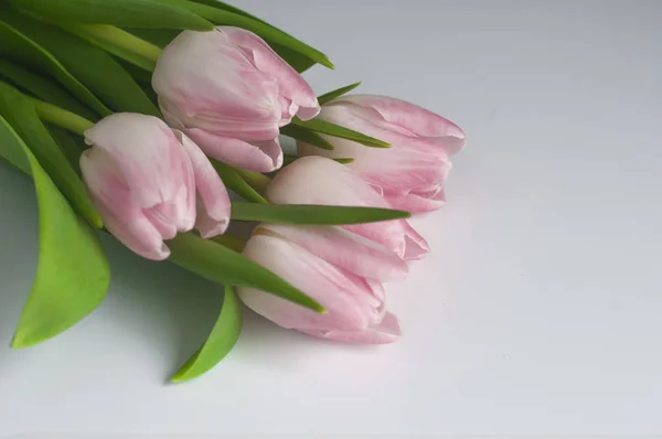 Strauß Rosa Tulpen Auf Weißem Hintergrund — Stockfoto