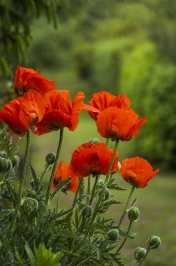 Bahçede kırmızı gelincik çiçekleri