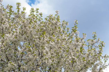 bahar zamanı - çiçekli bir elma ağacı dalı