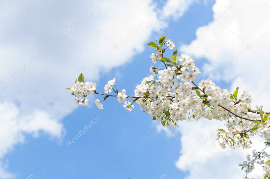Spring Time - an apple tree branch with flowers