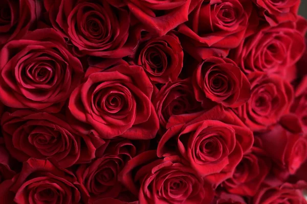 Achtergrond Bloesems Van Rode Rozen Valentijnsdag Moeders Dag Stockafbeelding