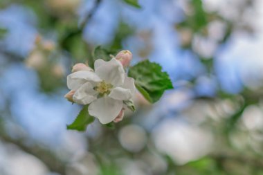 Meyve ağaçlarının bahar çiçekleri. 