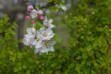 Meyve ağaçlarının bahar çiçekleri. 