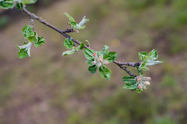 Primavera Floración Árboles Frutales Cerca —  Fotos de Stock
