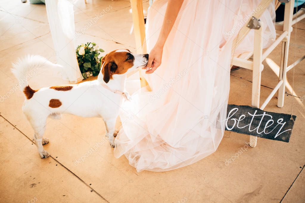 woman in bridal dress feeding dog, Wedding day concept 