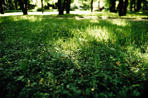 Parque de verano de Moscú — Foto de Stock