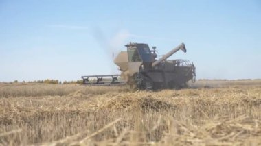 Tarım, çiftlikte buğday hasadı.