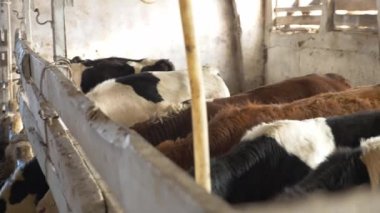 Tarım, çiftlikte buğday hasadı.