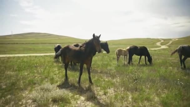 View Wild Horses Grazing Pasture Sunny Day — Stock Video