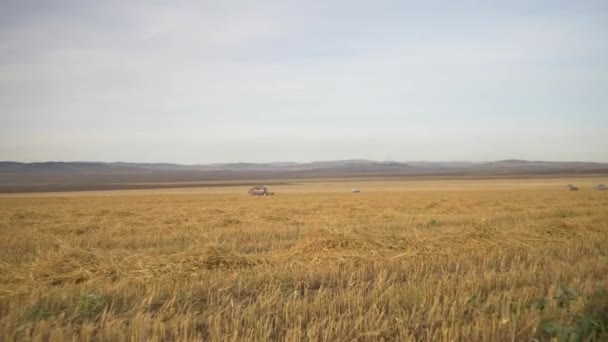 Agricultura Colheita Trigo Exploração — Vídeo de Stock