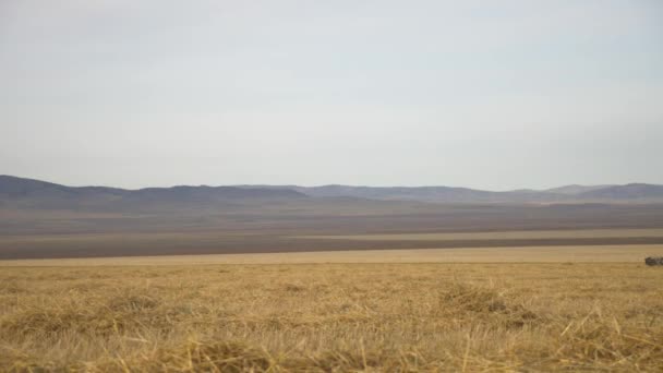 Técnicas Agrícolas Agrícolas Domínio Agrícola Conceito Colheita — Vídeo de Stock