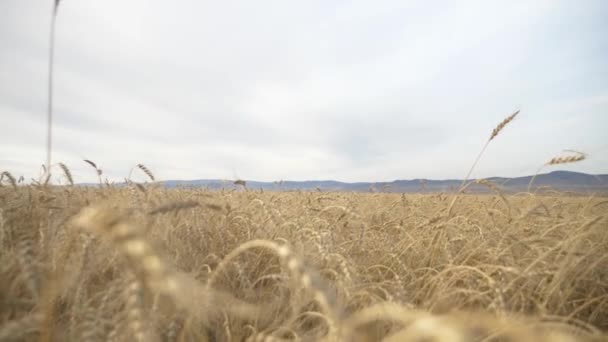 Agricultura Colheita Trigo Exploração — Vídeo de Stock