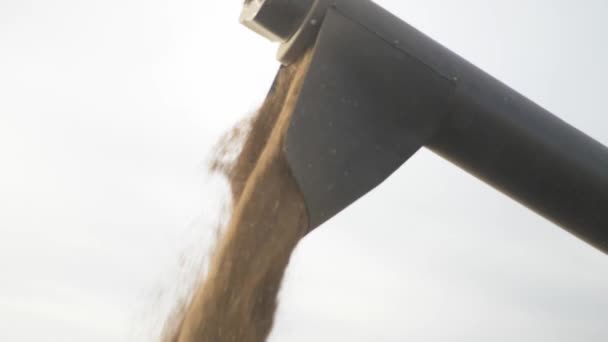 Agricultura Colheita Trigo Exploração — Vídeo de Stock