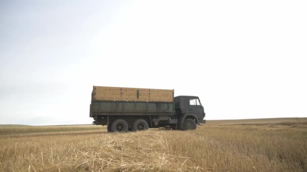 Agricultura Cosecha Trigo Explotación — Vídeo de stock