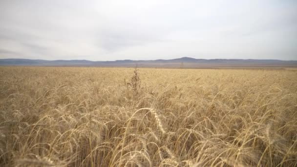 Zemědělství Sklizeň Pšenice Farmě — Stock video