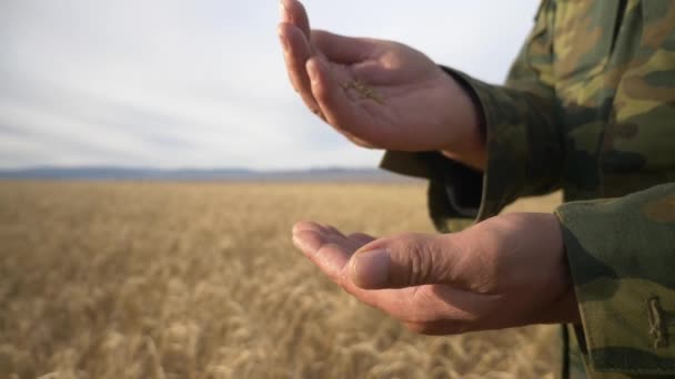 Agricultura Cosecha Trigo Explotación — Vídeos de Stock