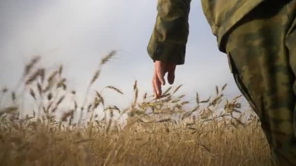 农场的小麦收获 — 图库视频影像