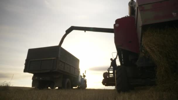 Zemědělství Sklizeň Pšenice Farmě — Stock video