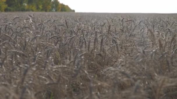 Agriculture Wheat Harvest Farm — Stock Video