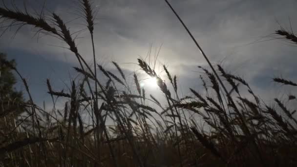 Сільське Господарство Урожай Пшениці Фермі — стокове відео