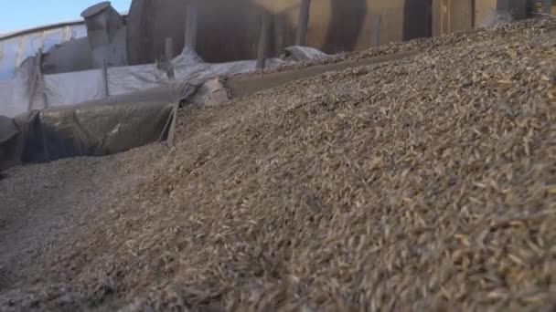 Landwirtschaft Weizenernte Auf Dem Hof — Stockvideo