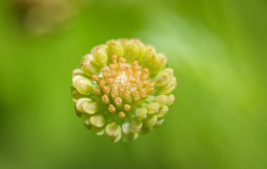 Küçük mikro çiçek