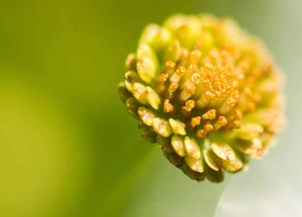 Pequeña flor micro — Foto de Stock