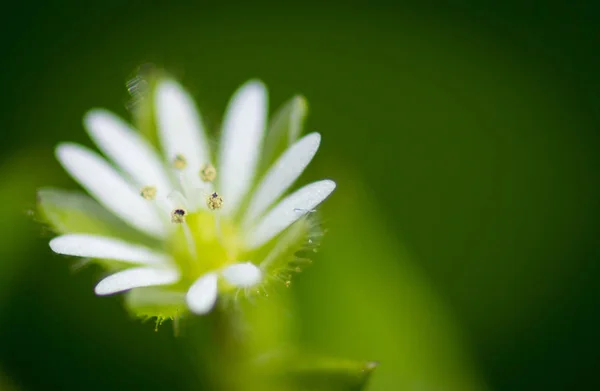 Pequeña flor micro — Foto de Stock