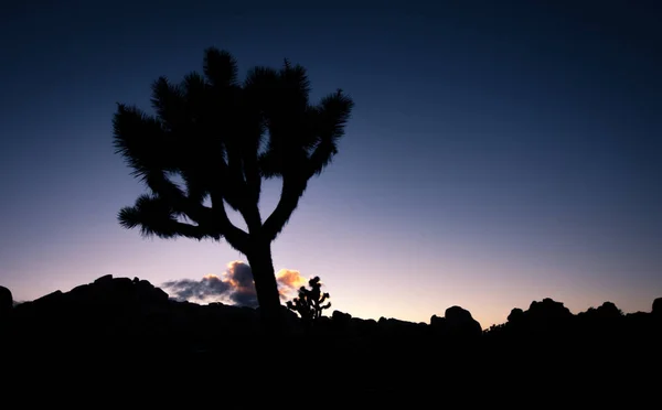 Joshua tree zonsondergang — Stockfoto