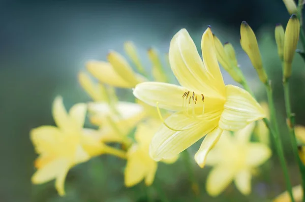 Желтый цветок лилии . — стоковое фото