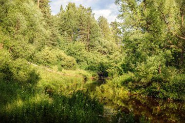 Ormandaki ağaçlar ve çalılar arasında nehir. Manzara