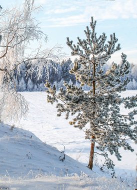 Küçük çam hoarfrost.