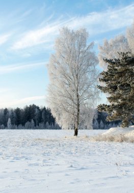  Hoarfrost kar, beyaz kutu ortasında ağaç, çam ve huş kaplı.