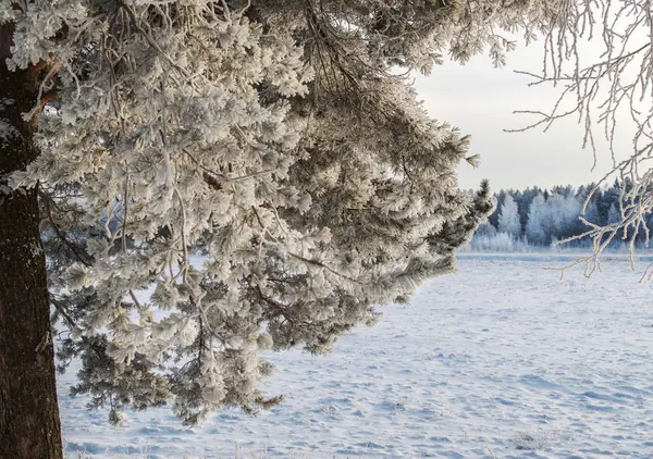 Θέα από το άσπρο κουτί καλυμμένο με χιόνι μέσα από τα κλαδιά του πεύκου σε ένα παγωμένο ηλιόλουστη μέρα. — Φωτογραφία Αρχείου