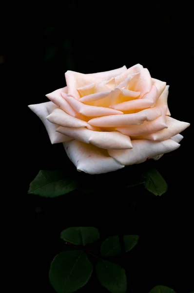 Rosa rosa hermosa sobre un fondo negro — Foto de Stock