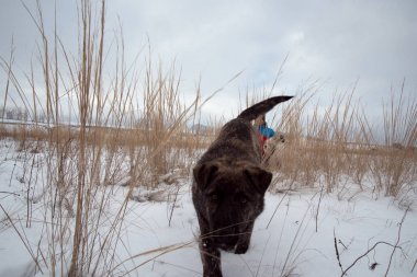 Kahverengi köpek dışarıda kışın